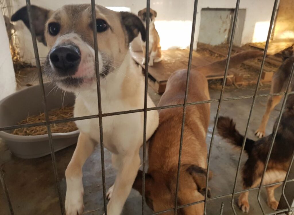 Percheziții în Ilfov și alte trei județe privind eutanasierea ilegală a câinilor fără stăpân