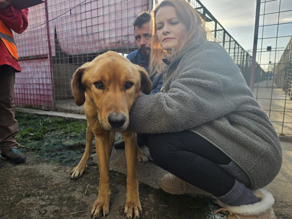 Situația câinilor din adăpostul ilfovean Uzunu. Salvarea patrupedelor depinde de adopții