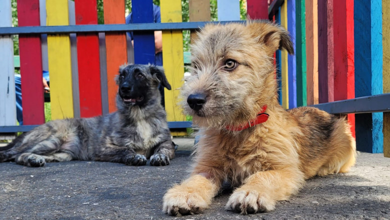 Premieră în România! În județul Ilfov va fi deschis Primul Centru de Adopții Animale