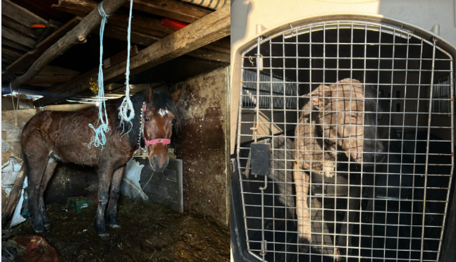 Un bărbat din Ilfov, arestat după ce și-a omorât câinele și a bătut cu bestialitate un cal. Individul mai incendiase un animal în trecut