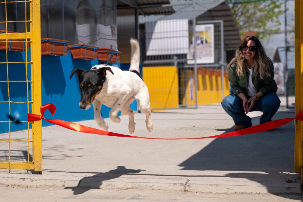 Primul centru public de adopții câini a fost deschis în Ilfov