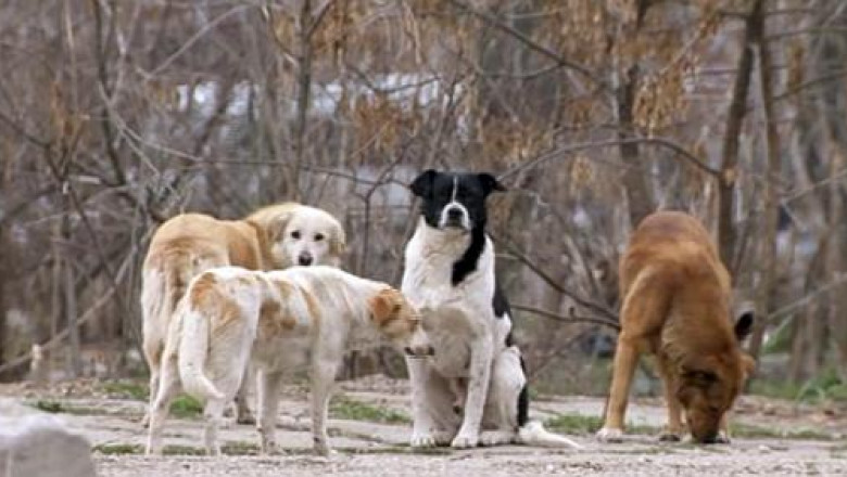În Ilfov, patrule de noapte cu poliţişti şi jandarmi privind câinii abandonaţi