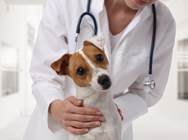 Sterilizare gratuită pentru câinii și pisicile cu deținător din Chitila
